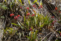 Cyrtochilum rhodoneurum