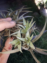 Tillandsia