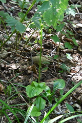 Liparis kumokiri
