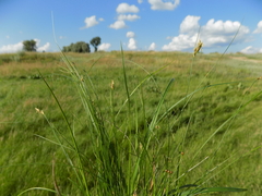 Carex praecox
