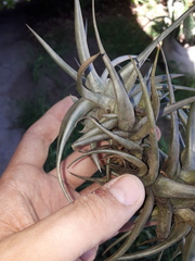 Tillandsia
