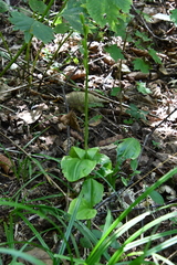 Liparis kumokiri