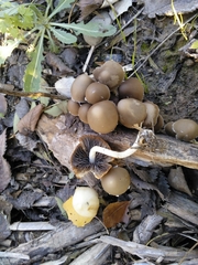 Coprinopsis marcescibilis