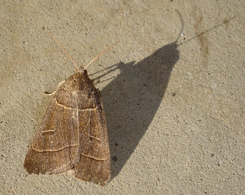 Phoberia atomaris