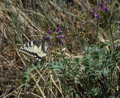 Oxytropis strobilacea