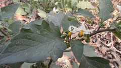 Solanaceae