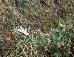 Oxytropis strobilacea