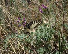 Oxytropis strobilacea