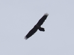 Gypaetus barbatus barbatus