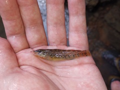 Etheostoma caeruleum