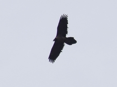 Gypaetus barbatus barbatus