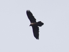 Gypaetus barbatus barbatus