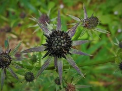 Eryngium serratum