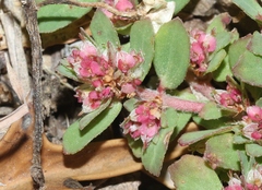 Euphorbia indivisa