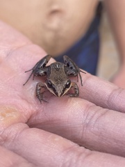 Leptodactylus albilabris