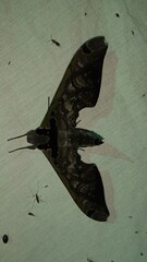 Adhemarius sexoculata