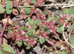 Euphorbia indivisa