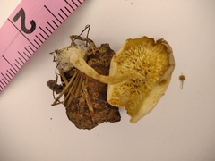 Ripartitella brasiliensis