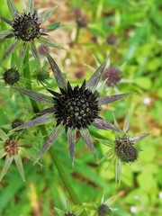 Eryngium serratum