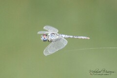 Selysiothemis nigra