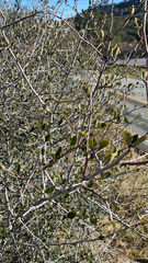 Cercocarpus betuloides