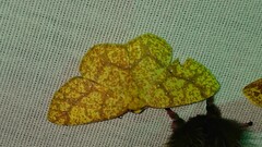 Periclina apricaria