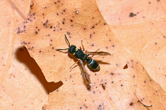 Leptochilus regulus