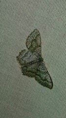 Chloropteryx opalaria