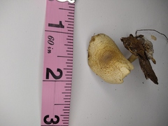 Ripartitella brasiliensis