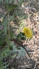 Sonchus oleraceus