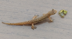 Lissotriton schmidtleri