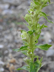 Verbascum blattaria