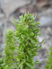 Verbascum blattaria