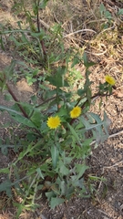 Sonchus oleraceus