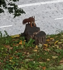 Sciurus vulgaris