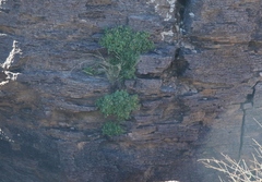 Perityle rupestris rupestris