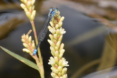 Pseudagrion spencei