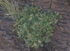 Perityle rupestris rupestris