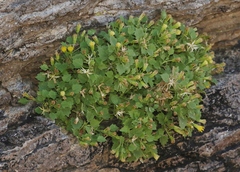 Perityle rupestris rupestris