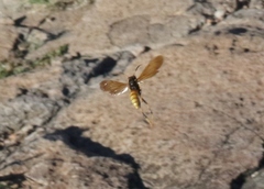 Polistes comanchus