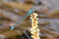 Pseudagrion spencei