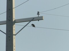 Todiramphus sanctus vagans