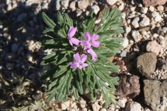 Glandularia wrightii