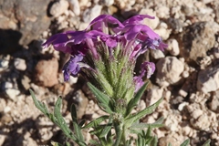 Glandularia wrightii