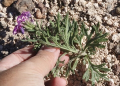 Glandularia wrightii