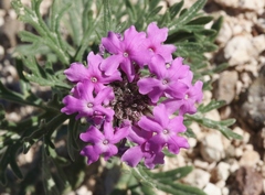 Glandularia wrightii