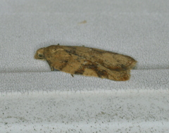 Acleris semiannula