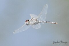Selysiothemis nigra