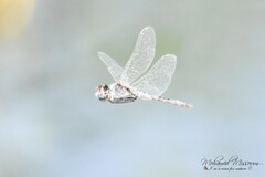 Selysiothemis nigra