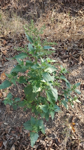 nettle-leaved goosefoot